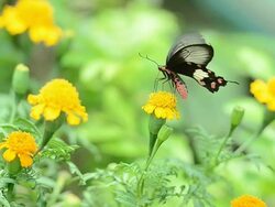 Butterfly sucking on nectar Stock Footage