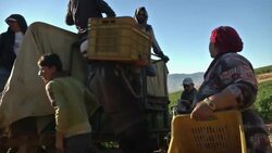 Wine production in Lebanon and Syria continues despite threat of extremists News Clip