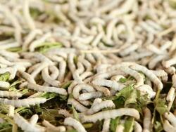 SilkWorms Stock Footage
