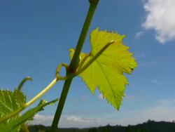 Grapevine Leaves and Stem in Wind Stock Footage