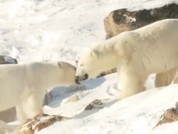 MS TS Two polar bears walking in snow / Churchill, Manitoba, Canada  Stock Footage