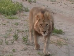 MS TS Shot of Lion walking  / Central Kalahari Game Reserve, Botswana Stock Footage