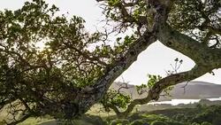 Woodland Sunset - Time Lapse Stock Footage