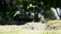 Green sprout in the rain Stock Footage