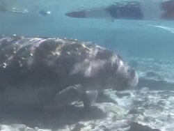 Manatee and boat Stock Footage
