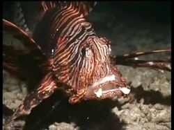 CU Common Lionfish, feeding on reef at night, Derawan, Celebes Sea, Indonesia Stock Footage