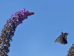 CU SLO MO Peacock butterfly flying / Vieux, Normandy, France  Stock Footage