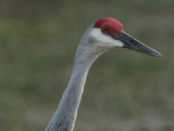 Close-up of Sandhill Crane clearing showing beak, orange eyes and red crown. Stock Footage