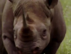 MS ZO PAN View of mother rhino / Save Valley, Southern Zimbabwe, Zimbabwe Stock Footage