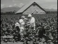 1940: EAST INDIES AGRICULTURE: HA XWS People walking up steep steps on Sumatra tobacco farm. Two men in white suits inspecting tobacco leaves in field. Teenage Indonesia girl cultivating tobacco. Indonesians drying, hanging, stringing tobacco leaves. Instructional Video