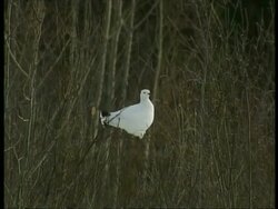MS Ptarmigan, Lagopus mutus, sitting in bare branches of tree, Arctic Circle Stock Footage