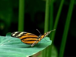 Monarch Butterfly Stock Footage