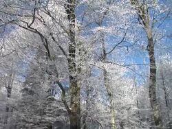 HD: Winter forest Stock Footage