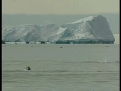 WA large iceberg in sea, Adelie Penguins, Pygoscelis adeliae, leaping through water, Antarctica Stock Footage