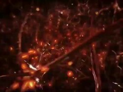 Neuron cells. Network. Orange. Stock Footage