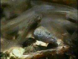 CU Common Frog (Rana temporaria) Tadpoles feeding underwater, England Stock Footage