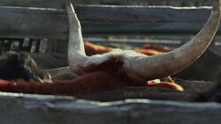 Longhorn Cattle corralled tightly together in a holding pen Stock Footage