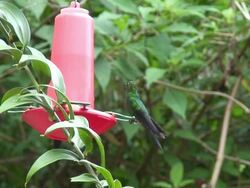 Hummingbirds Stock Footage