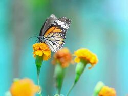 Butterflies eat pollen Stock Footage