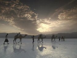 WS Camels goes away over shiny salt flat surface / / Republic of Djibouti Stock Footage