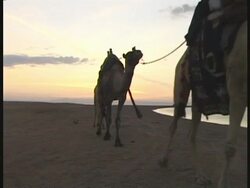 MS Bedouin and camels walk along beach, past camera, Egypt Stock Footage