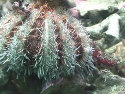 Sea urchin detail. Stock Footage