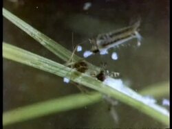 CU Mosquito larvae, from underwater Stock Footage