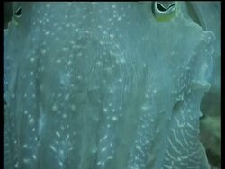 CU Broadclub Cuttlefish, tilts up from arms to eyes, cuttlefish swims away, Mabul, Borneo, Malaysia Stock Footage
