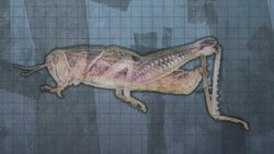 Ruminant Instructional Video