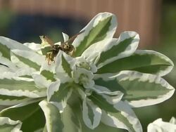 Hornet on a plant Stock Footage