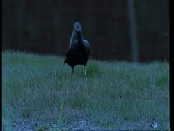 MS Ibis feeding at riverbank, flies off, South America Stock Footage