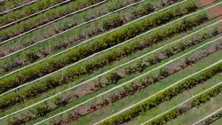Fruit garden, Aerial shooting Stock Footage