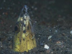 Snake Eel, translucent cleaner shrimp, close up. Indonesia  Stock Footage