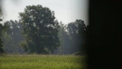 Glowing sunshine through Leaves - Stock Footage Stock Footage