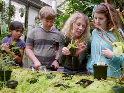 MS female botanists showing potted Venus Flytrap (Dionaea muscipula) to group of young students in research greenhouse. Stock Footage