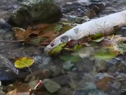 Dead Salmon Stock Footage