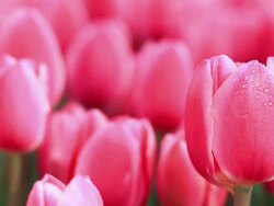 HD: Beautiful Tulips Stock Footage