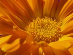 ECU T/L Shot of yellow daisy opening with anther / Studio City, California, United States Stock Footage