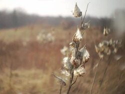 CU, SELECTIVE FOCUS, Canada, Ontario, Dundas, Milkweed seeds dispersed by wind Stock Footage