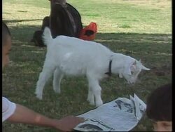 Kuwait -Anniversary of liberation from Iraq forces Instructional Video