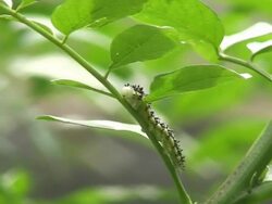 Crawling catterpillar Stock Footage