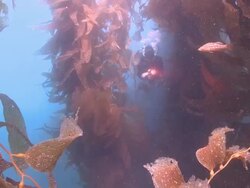 Diver appears through kelp fronds  Stock Footage