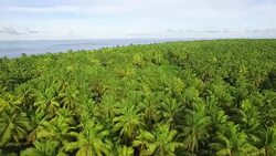Moving slowly forward over Coconut Palm forest on atoll Stock Footage