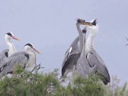MS SLO MO Shot of Grey Heron feeding Immatures on nest / Saintes Marie de la Mer, Camargue, France Stock Footage