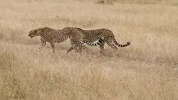 Cheetahs Hunting / preying Stock Footage