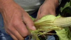 A farmer peels back the husk and inspects an ear of corn. Stock Footage