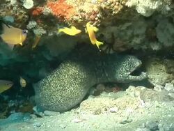 MS Paint spotted moray eel lying between rocks and pushing water over gills / Matola, Maputo, Mozambique Stock Footage