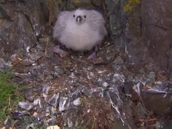 A Northern Fulmar chick spits in a rocky habitat in Iceland. Stock Footage