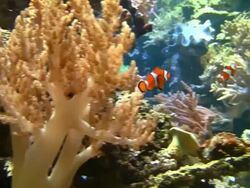 Coral colony on the reef Stock Footage