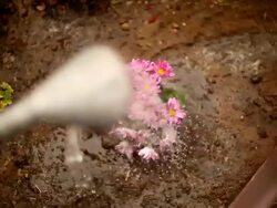 Watering flowers Stock Footage